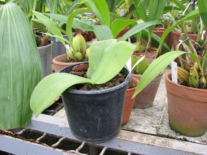 Фото орхидеи Phalaenopsis Su-An Cricket