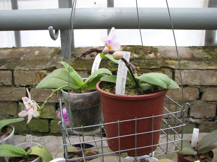 Фото орхидей