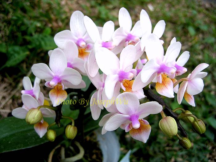 Орхидея Phalaenopsis Lius Rainbow цветение орхидеи.JPG