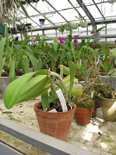 Орхидея Potinara Hsinying Pink Doll 'Hsinying' фото.jpg