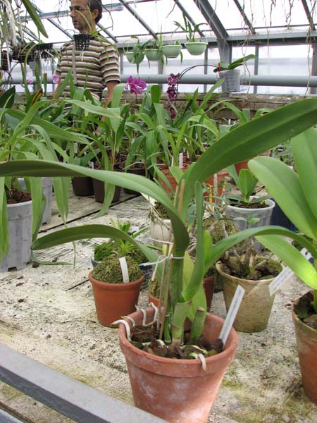 Фото орхидеи Brassolaeliocattleya Hsinying Catherine 'Hakucho'