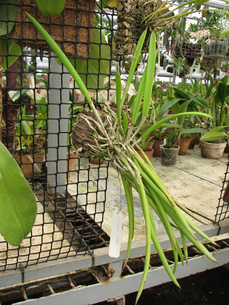 Фото орхидеи Brassavola nodosa