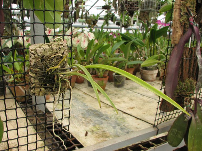Фото орхидеи Brassavola cucullata