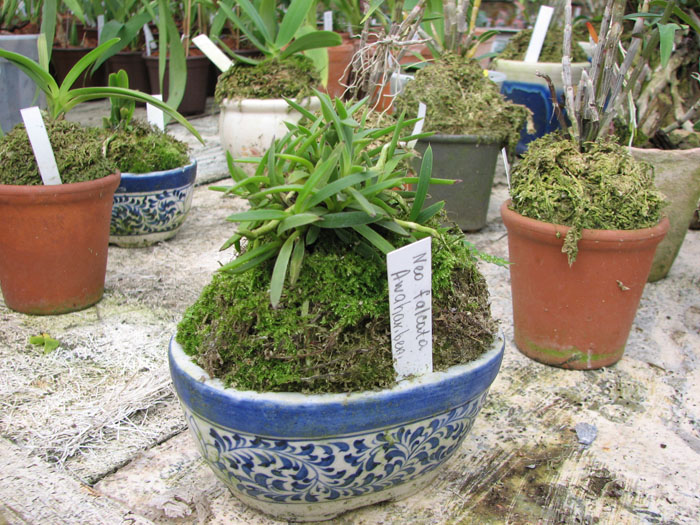 Neofinetia falcata Awaharibeni фото орхидеи.jpg