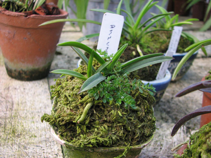 Фото орхидеи Neofinetia falcata Anzumaru