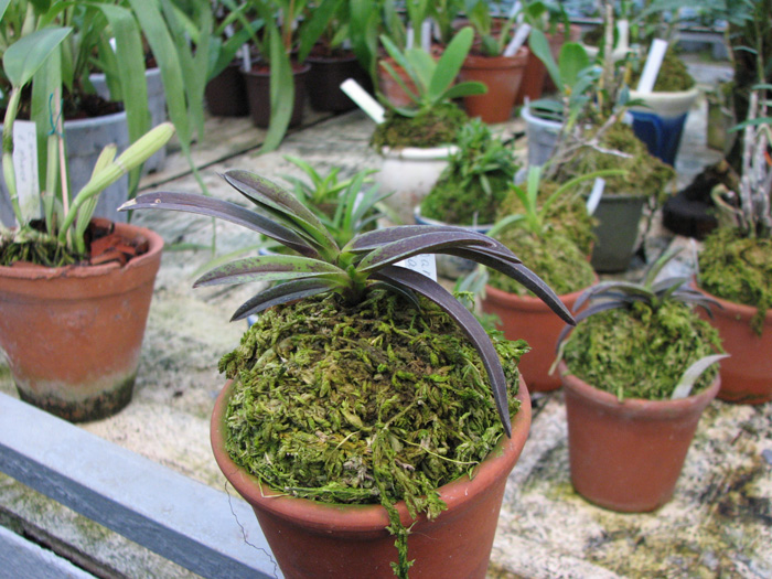 Орхидея Darwinara Rainbow Stars с загаром.jpg