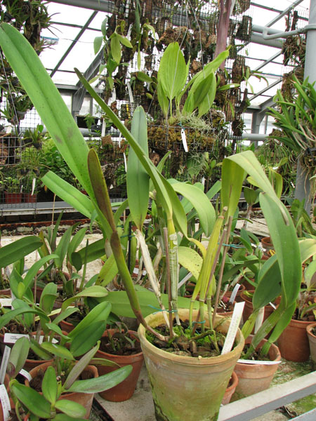 Фото орхидеи Laelia tenebrosa var. nigrescens