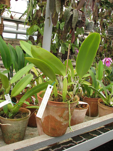 Фото орхидеи Cattleya trianae 'Fine Variety' (98-8) x Cattleya trianae orlata rosea 'AWZ'