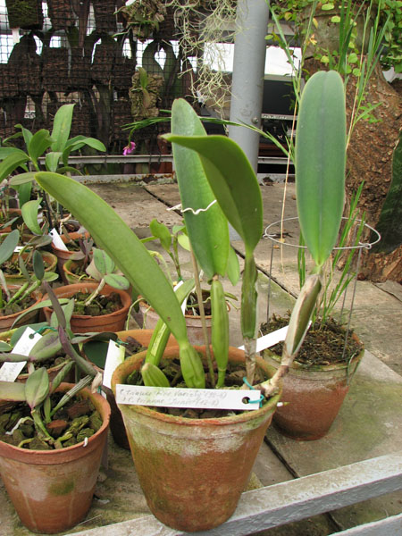 Фото орхидеи Cattleya trianae 'Fine Variety' (98-8) x Cattleya trianae 'Junio' (12-8)