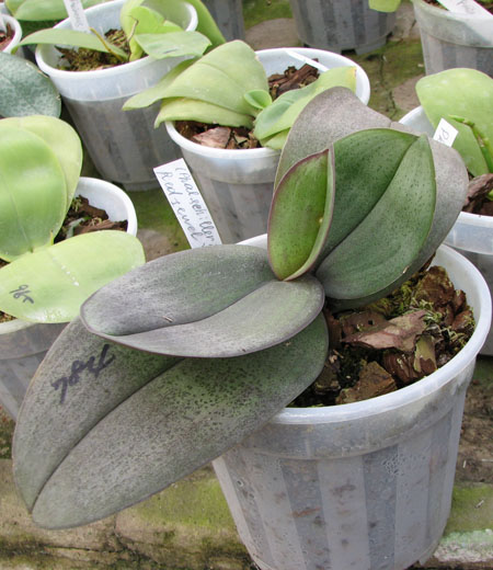 Фото орхидеи (Phalaenopsis schilleriana x Phalaenopsis Hwafeng Redjewel) 'Pink Angel'