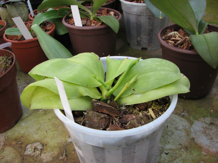 Фото орхидеи Phalaenopsis Penang Princess x Phalaenopsis bellina