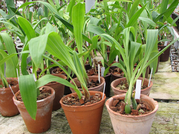 Фото орхидеи Zygopetalum Rhein Harlequin 'Cappuccino'