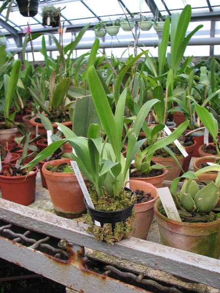 Фото орхидеи Oncidium Twinkle 'CT Delight'