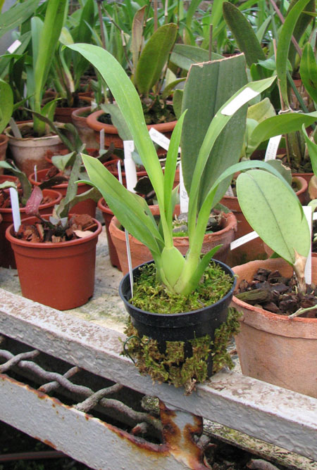 Фото орхидеи Oncidium Twinkle 'CT White Strong'