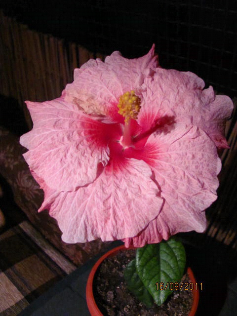 цветы, дача... 002.jpg