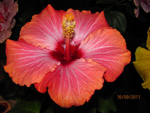 цветы, дача... 010.jpg