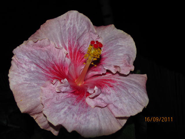 цветы, дача... 011.jpg