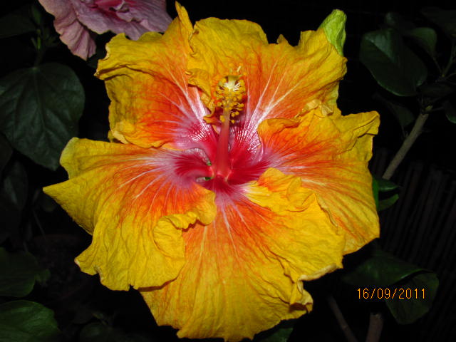 цветы, дача... 012.jpg