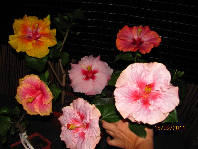 цветы, дача... 019.jpg