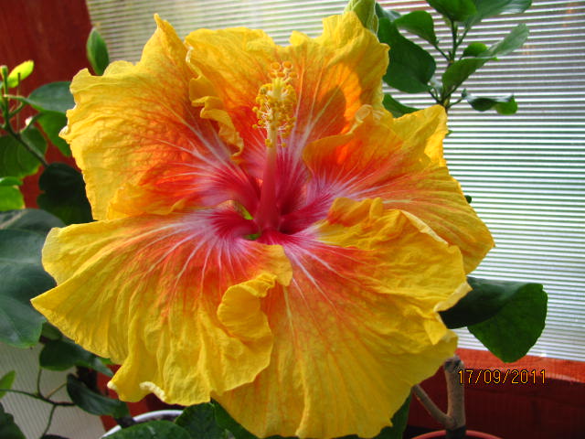 цветы, дача... 024.jpg