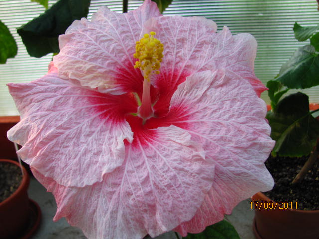 цветы, дача... 025.jpg