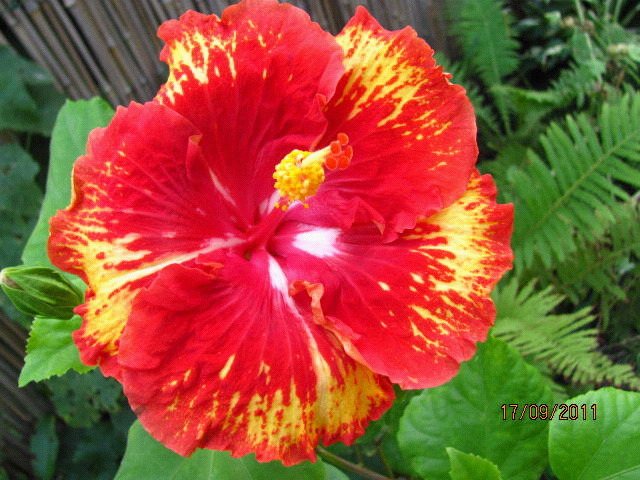 цветы, дача... 065.jpg