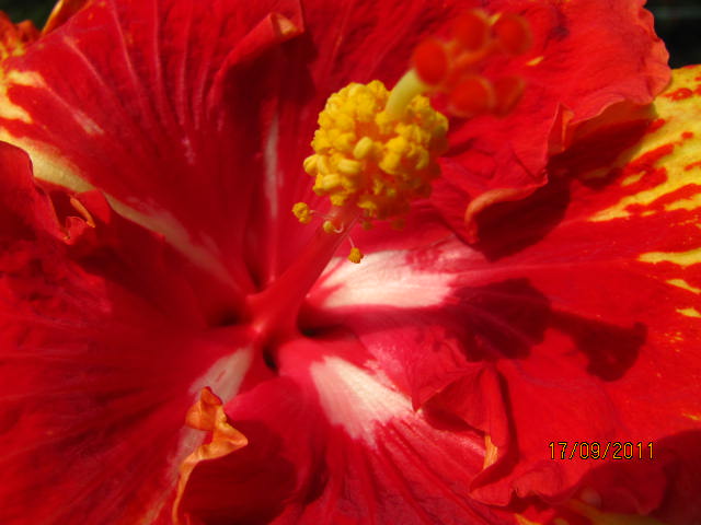 цветы, дача... 073.jpg