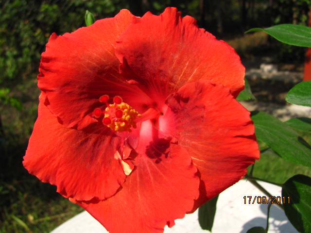 цветы, дача... 077.jpg