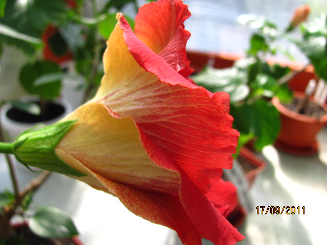 цветы, дача... 062.jpg