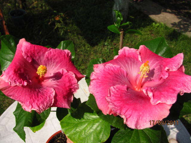 цветы, дача... 081.jpg