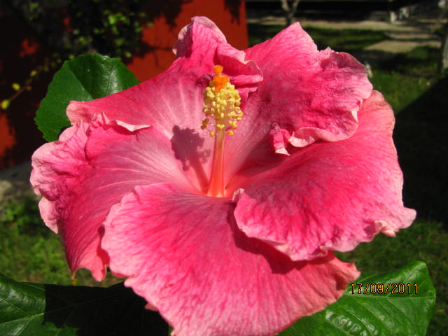 цветы, дача... 083.jpg