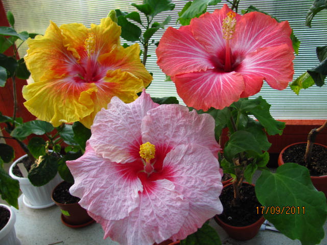 цветы, дача... 030.jpg