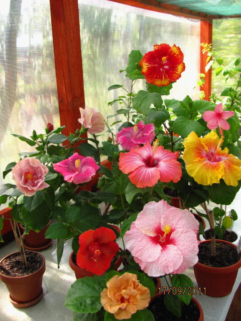 цветы, дача... 092.jpg