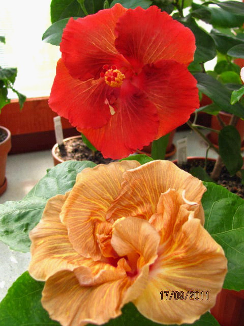 цветы, дача... 094.jpg