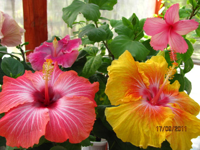 цветы, дача... 095.jpg