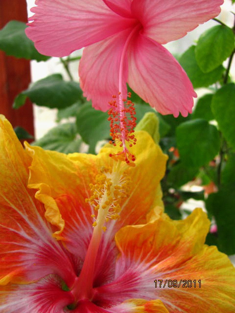 цветы, дача... 097.jpg