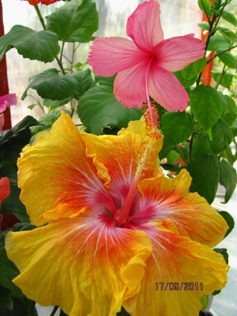 цветы, дача... 099.jpg