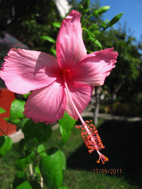 цветы, дача... 105.jpg