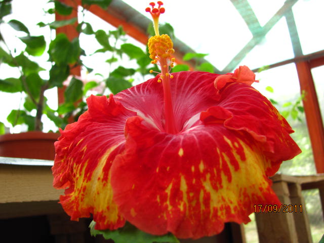 цветы, дача... 115.jpg