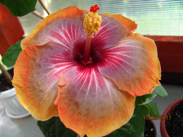 цветы, дача... 116.jpg