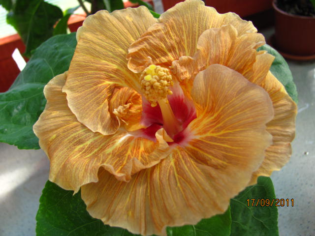 цветы, дача... 118.jpg