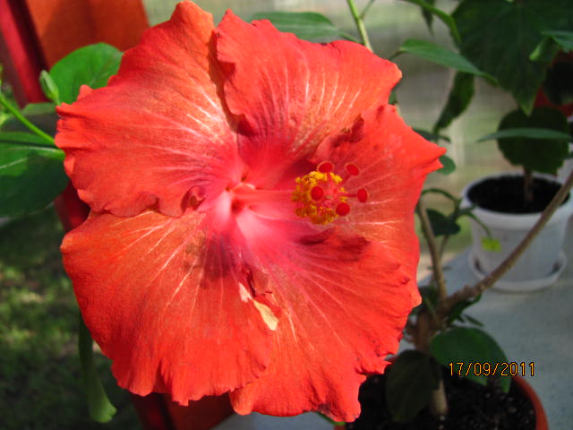 цветы, дача... 127.jpg