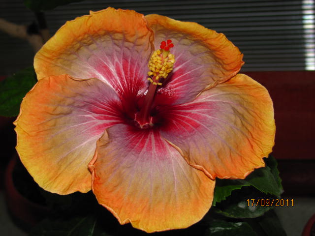 цветы, дача... 175.jpg