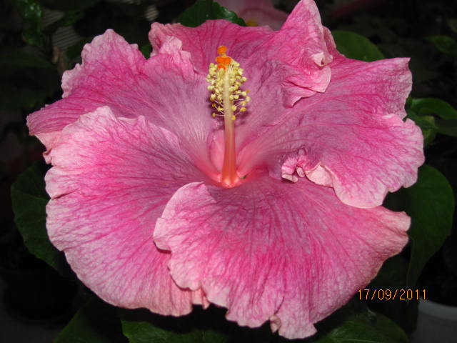 цветы, дача... 176.jpg