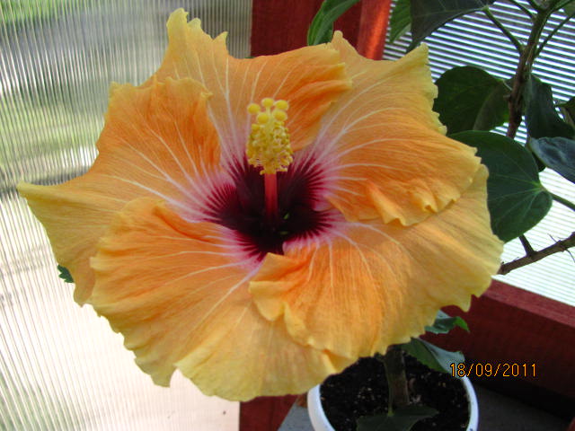 цветы, дача... 187.jpg