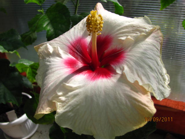 цветы, дача... 192.jpg