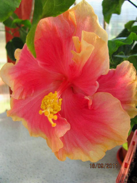 цветы, дача... 205.jpg