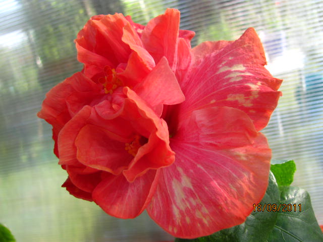 цветы, дача... 216.jpg