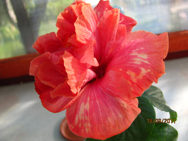 цветы, дача... 218.jpg