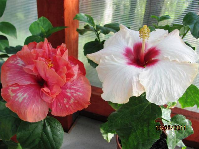 цветы, дача... 225.jpg